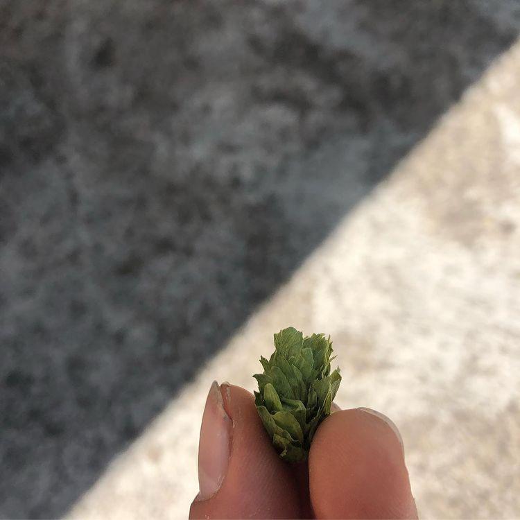 Un luppolo tenuto fra due dita